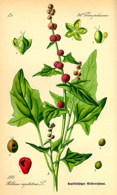 201105 Strawberry-Blite (Chenopodium capitatum) - Thome Illustration.jpg