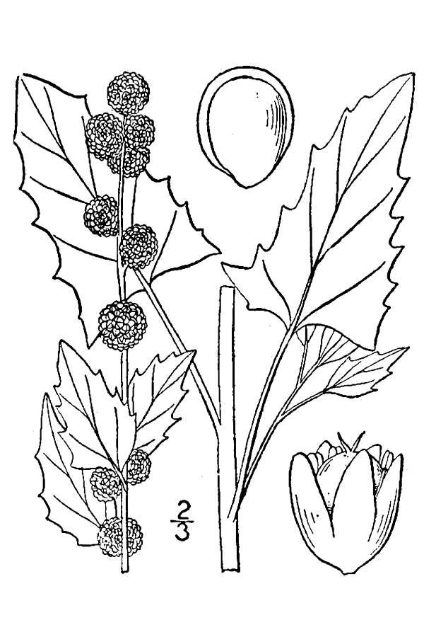 201105 Strawberry-Blite (Chenopodium capitatum) - USDA Illustration.jpg