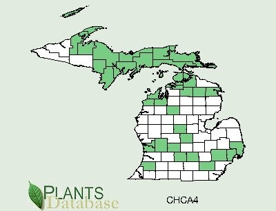 201105 Strawberry-Blite (Chenopodium capitatum) - USDA MI Distribution Map.jpg