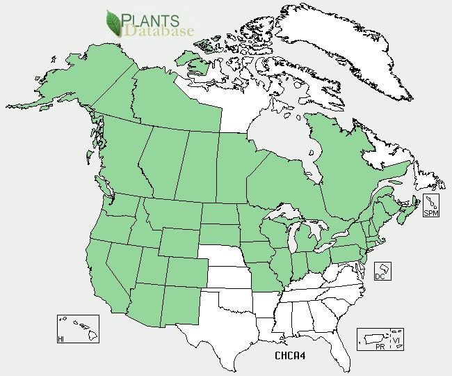 201105 Strawberry-Blite (Chenopodium capitatum) - USDA NA Distribution Map.jpg