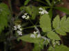 200205210541 Sweet Cicely (Osmorhiza claytoni) - Chelsea.jpg