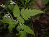 200205210542 Sweet Cicely (Osmorhiza claytoni) - Chelsea.jpg