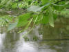 200506186918 American Basswood (Tilia americana) - Isabella co.jpg