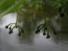 200506186920 American Basswood (Tilia americana) - Isabella co.jpg