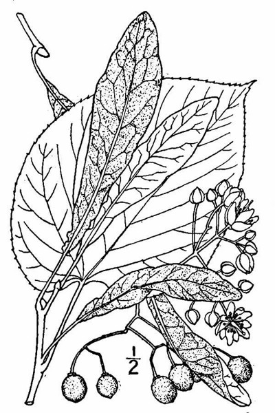200706 American Basswood (Tilia americana) - USDA Illustration.jpg