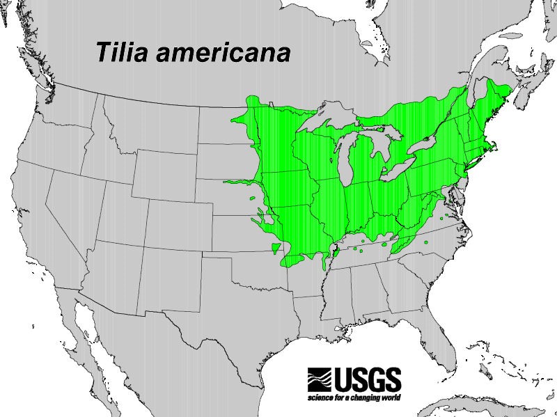 200706 American Basswood (Tilia americana) - USGS Distribution Map.jpg