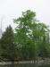 20070601110808 Basswood (Tilia americana) tree - Manitoulin.JPG