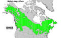200602 Paper Birch (Betula papyrifera) - USGS Distribution Map.jpg