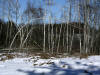 200603040036 Paper Birch (Betula papyrifera) trees 1 week after Ice Storm - Isabella Co.JPG