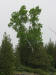 20070601110809 Paper Birch (Betula papyrifera) tree - Manitoulin.JPG
