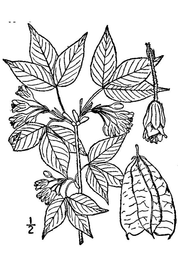 201309 American Bladdernut (Staphylea trifolia) - USDA Illustration.jpg