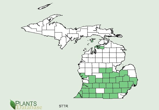201309 American Bladdernut (Staphylea trifolia) - USDA MI Distribution Map.jpg