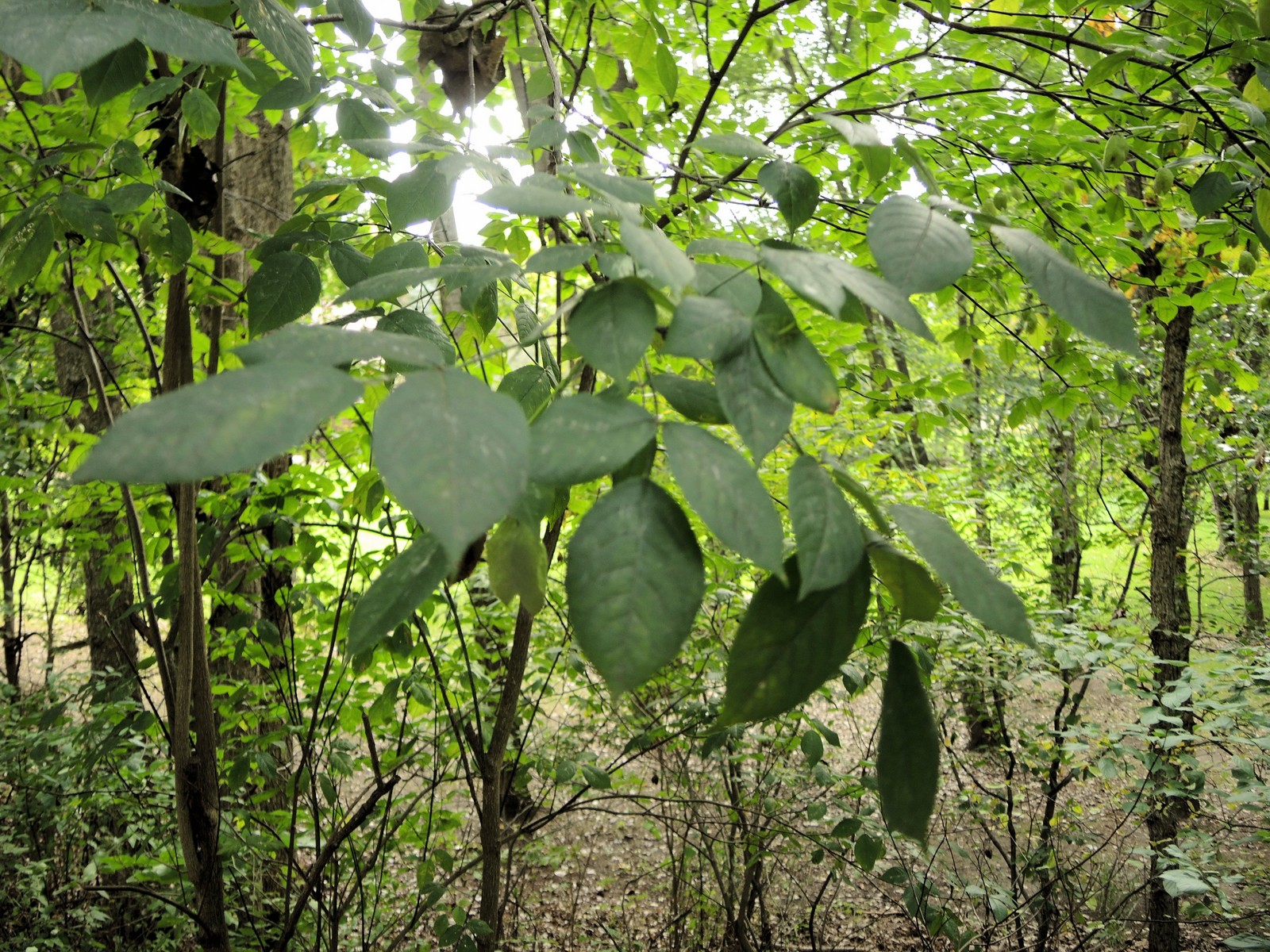 201309221559015 American Bladdernut (Staphylea trifolia) - Oakland Co, MI.JPG