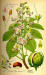 200812 Hosre Chestnut tree (Aesculus hippocastanum) - Thomé - Flora von Deutschland, Österreich und der Schweiz.htm