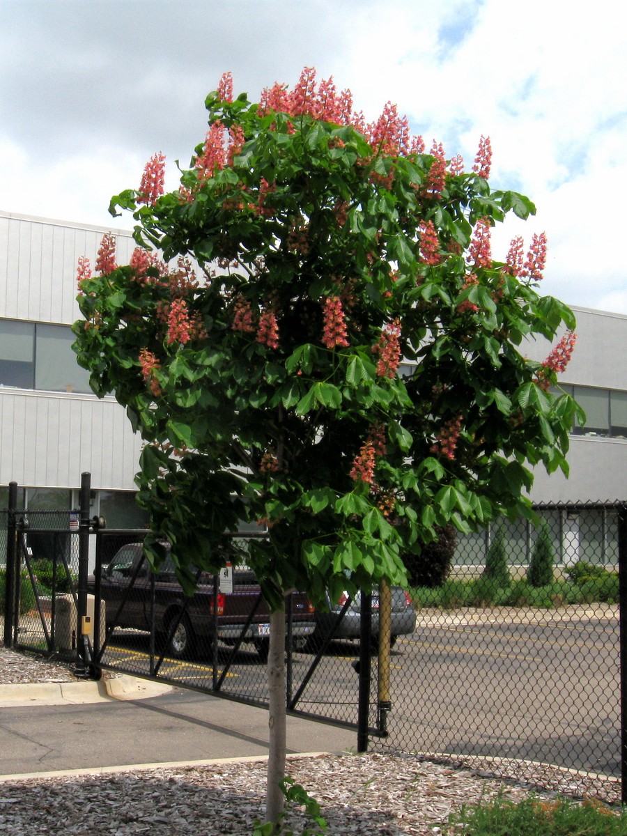 20110523124205 Chestnut Tree (Aesculus hippocastanum x pavia) with Pink Flowers - Detroit, Wayne Co.JPG