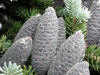 200207050063 Balsam Fir cones (Abies balsamea) - Manitoulin, ON.JPG