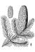 200511 Balsam Fir (Abies balsamea) - USDA Illustration.jpg