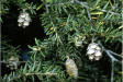 200510 Eastern Hemlock (Tsuga canadensis) - Robert H. Mohlenbrock @ USDA-NRCS PLANTS Database.jpg