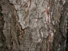 200208210675 Jack Pine (Pinus banksiana) - Rochester, MI.JPG