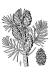 200511 Jack Pine (Pinus banksiana) - USDA Illustration.jpg