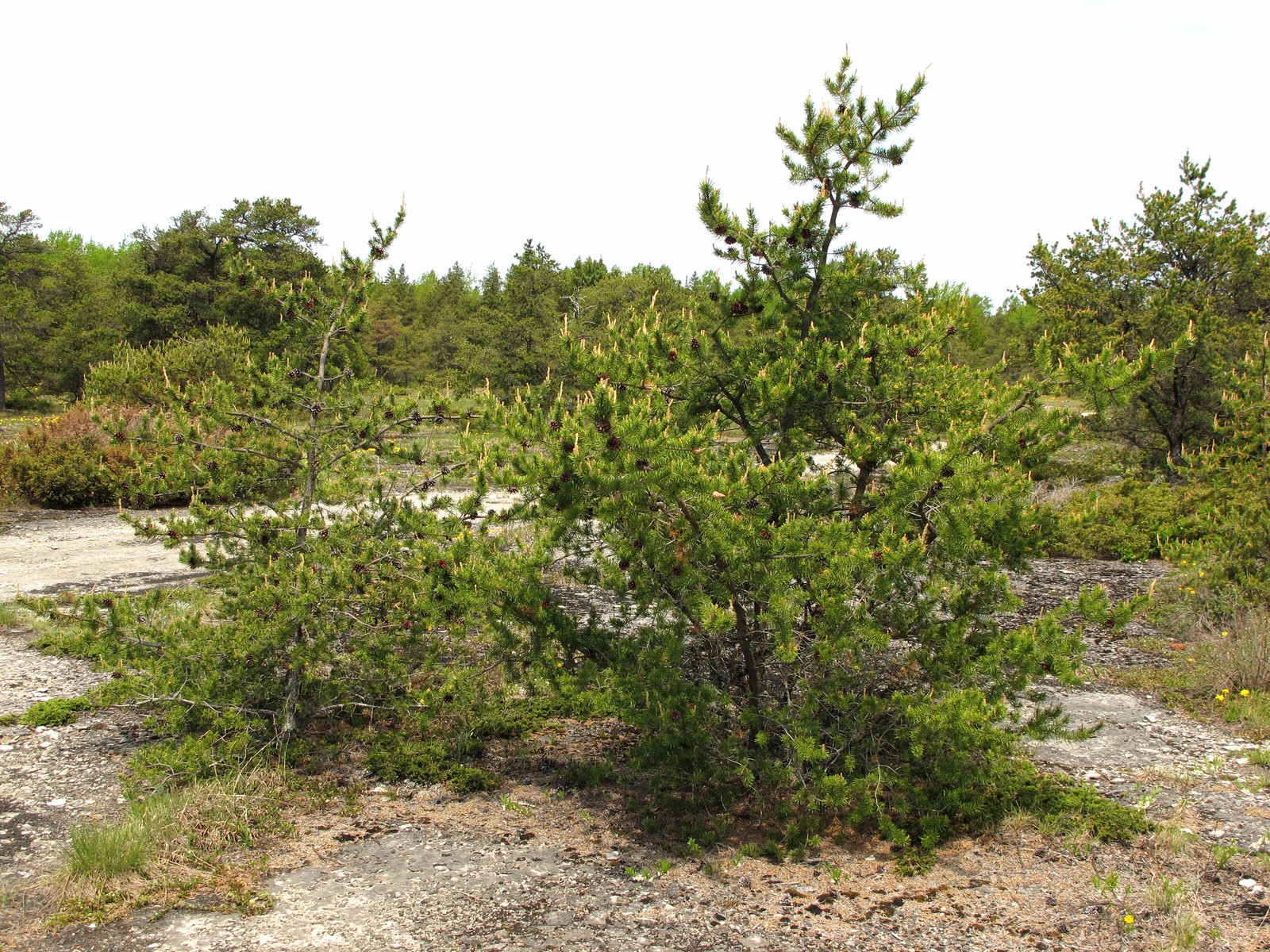 201106031146002  Jack Pine (Pinus banksiana) - Manitoulin Island, ON.JPG
