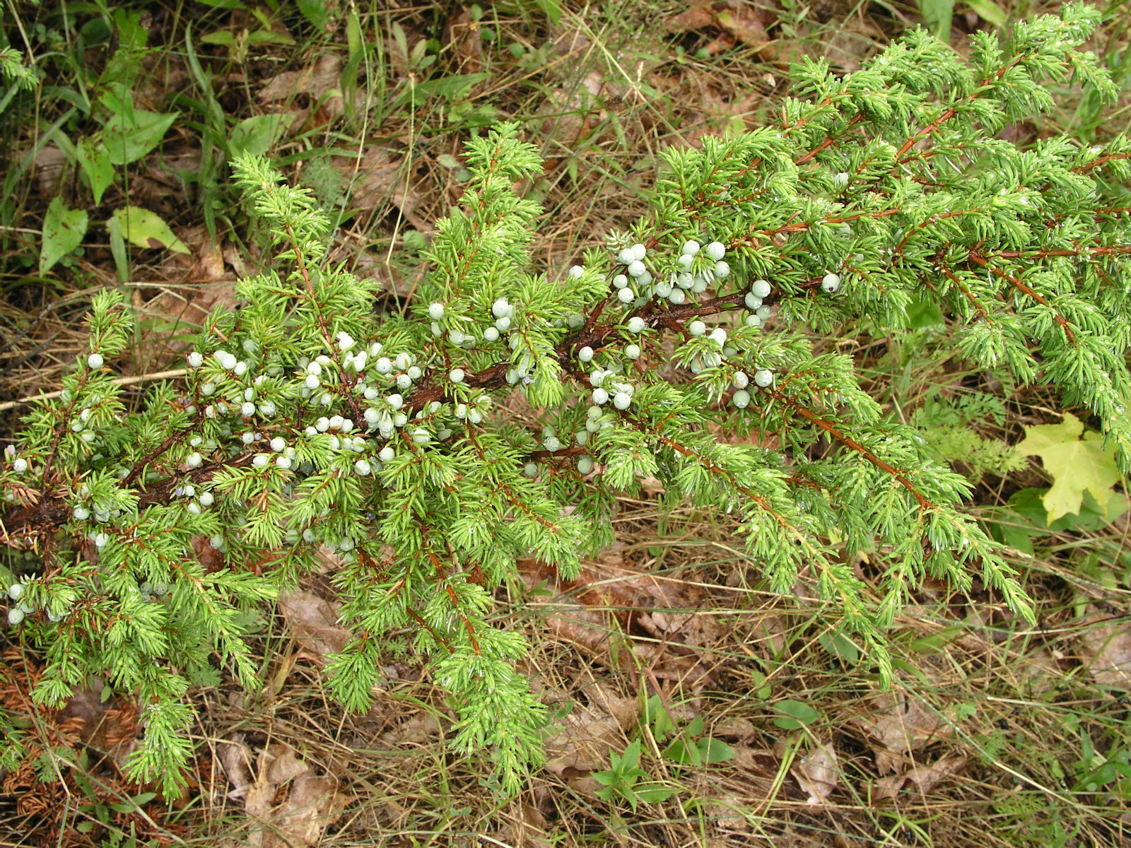 200507267734 Common Juniper (Juniperus communis L.) with Berries - Manitoulin.jpg