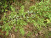 200507267734 Common Juniper (Juniperus communis L.) with Berries - Manitoulin.jpg