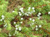 200507267734b Common Juniper (Juniperus communis L.) with Berries - Manitoulin.JPG