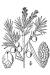 200511 Common Juniper (Juniperus communis) - USDA Illustration.jpg