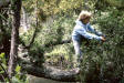 1985M68 Nicole - Northern White Cedar (Thuja occidentalis) Swamp.jpg