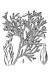 200511 Northern White Cedar (Thuja occidentalis) - USDA Illustration.jpg