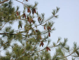 White Pine/200209290008 Eastern White Pine cones (Pinus strobus) - Rochester, MI.JPG