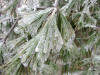200304050186 Eastern White Pine (Pinus strobus) - Ice Storm - Rochester.JPG