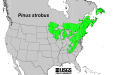 200511 Eastern White Pine (Pinus strobus) - USDA Forest Service Native Range Map.jpg