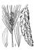 200511 Eastern White Pine - (Pinus strobus) - USDA Illustration.jpg