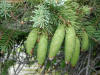 200207050067 White Spruce cones (Picea glauca) - Manitoulin, ON.JPG