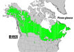 200511 White Spruce (Picea glauca) - USDA Forest Service Native Range Map.jpg