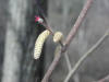 200204130007 Beaked Hazelnut (Corylus cornuta) catkin & female Flower - Mt. Pleasant.JPG