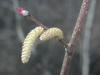 200204130010 Beaked Hazelnut (Corylus cornuta) catkin & female Flower - Mt. Pleasant.JPG