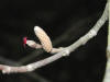 200303290169 Beaked Haleznut (Corylus cornuta) tree flowering.JPG