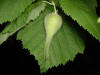 200308011110 Beaked Hazelnut (Corylus cornuta).jpg