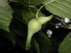 200308011111 Beaked Hazelnut (Corylus cornuta).jpg