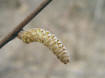 200404030167 Beaked Hazelnut (Corylus cornuta) catkin - Isaballa Co.jpg