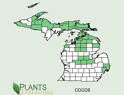 200602 Beaked Hazelnut (Corylus cornuta) - USDA MI Distribution.jpg