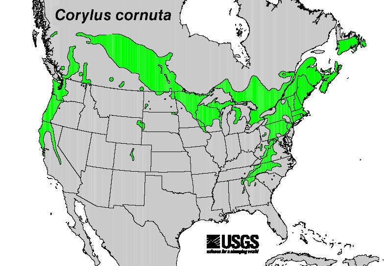 200602 Beaked Hazelnut (Corylus cornuta) - USGS Distribution Map.jpg