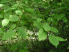 200606241839 Beaked Hazelnut (Corylus cornuta) - Isabella Co.JPG