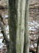 200202240005 Musclewood (Carpinus caroliniana) - Isabella Co.JPG