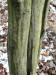 200202240006 Musclewood (Carpinus caroliniana) - Isabella Co.JPG