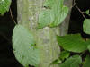 200209150191 Musclewood (Carpinus caroliniana) - Isabella Co.JPG