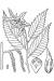 200602 American Hornbeam (Carpinus caroliniana) - USDA Illustration.jpg